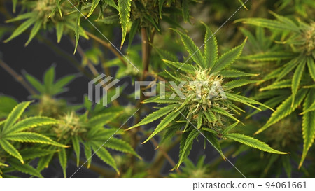 Cannabis plant in curative cannabis weed farm for medical cannabis product Cannabis plant in curative cannabis weed farm for medical cannabis product 94061661