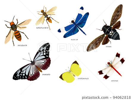 flying insects flying insects 94062818