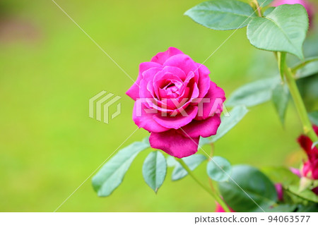 玫瑰花成聯盟 玫瑰花成聯盟 94063577