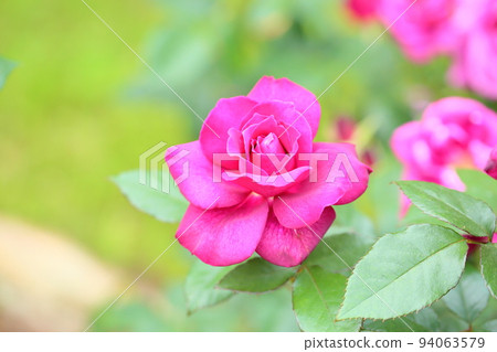 玫瑰花 玫瑰花 94063579