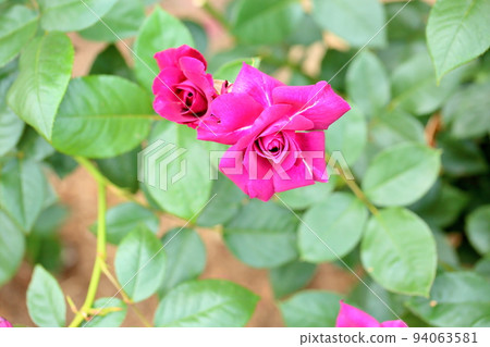 玫瑰花成聯盟 玫瑰花成聯盟 94063581