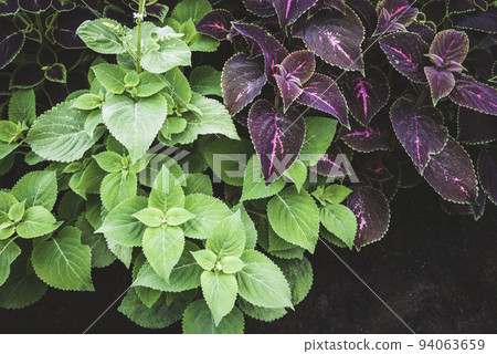 Coleus plants - Plectranthus scutellarioides with green and purple leaves in the garden 94063659