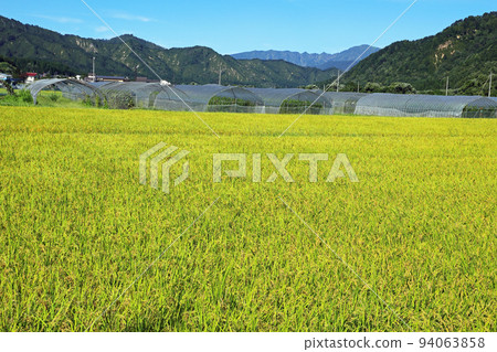 Yellow rice fields and the ridgeline from Mt. Asakusa to Mt. Onigamen, Tadami Town, Fukushima Prefecture Yellow rice fields and the ridgeline from Mt. Asakusa to Mt. Onigamen, Tadami Town, Fukushima Prefecture 94063858