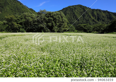 Buckwheat fields at the foot of satoyama, Tadami Town, Fukushima Prefecture Buckwheat fields at the foot of satoyama, Tadami Town, Fukushima Prefecture 94063859