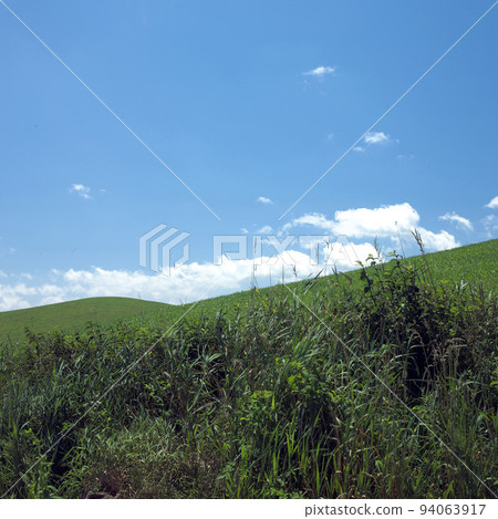grassland grassland 94063917