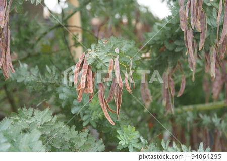 含羞草花後的豆子 含羞草花後的豆子 94064295