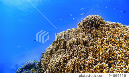 沖繩Tokashikijima的水下照片 94064336