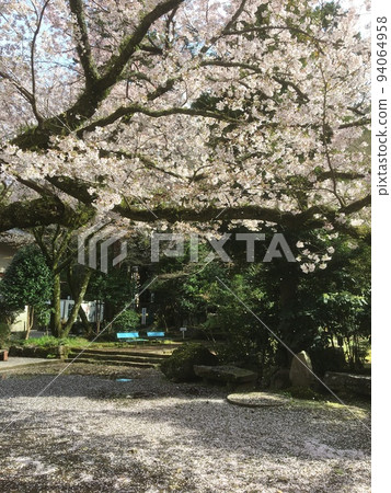 春天雨後,箱根湯本早雲寺院內的櫻花和花瓣堆積如山 春天雨後,箱根湯本早雲寺院內的櫻花和花瓣堆積如山 94064958