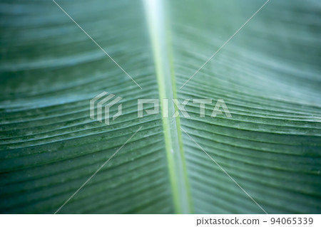 Basho's leaves Basho's leaves 94065339