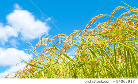 Autumn rice 94065917