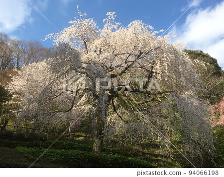 垂枝櫻花在富士山後的山坡上展開枝條。 94066198