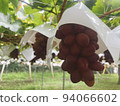  Vineyard 94066602