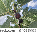 figs  94066603