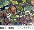 Kiwi  94066604