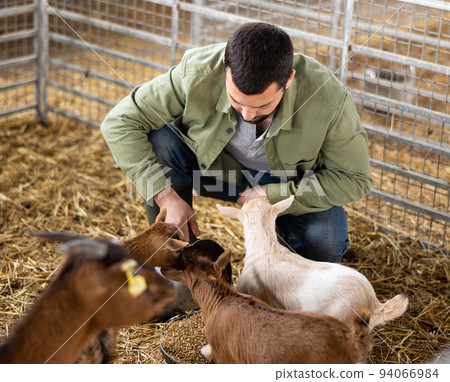 Farmer feeding goats and goatlings in barn 94066984