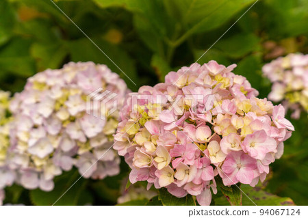 Pale pink hydrangea 94067124