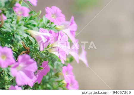Cluster blooming pink flower petchuani (Tsukubane morning glory) Cluster blooming pink flower petchuani (Tsukubane morning glory) 94067269