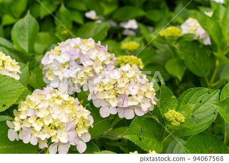 淡藍色的繡球花 94067568