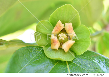 柿子花(雌花) 柿子花(雌花) 94067649