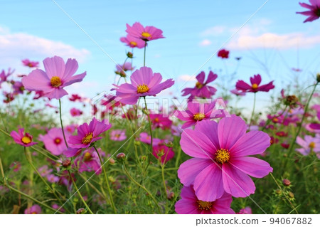 在平靜的秋日,花在微風中搖曳,波斯菊田,櫪木 在平靜的秋日,花在微風中搖曳,波斯菊田,櫪木 94067882