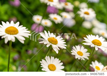 瑪格麗特和繡球花 94067885