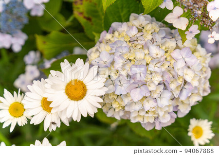 瑪格麗特和繡球花 94067888