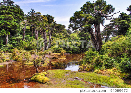 小花之江川 高海拔濕地 世界自然遺產 屋久島(夏季) 小花之江川 高海拔濕地 世界自然遺產 屋久島(夏季) 94069672