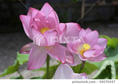 花蓮法珠寺 94070447