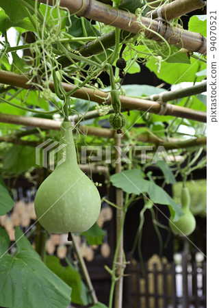 Toyokuni Shrine Sennari Gourd Toyokuni Shrine Sennari Gourd 94070521