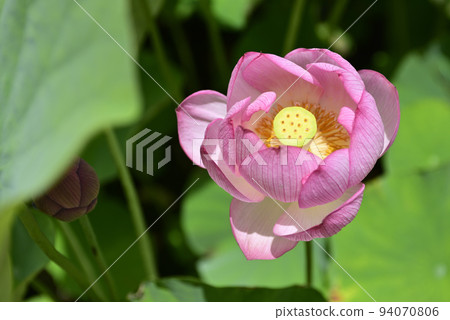 Otani Honjo Oga lotus (Oga lotus) 94070806