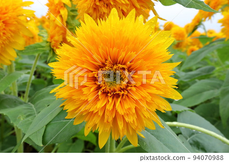 茨城縣築西市宮山區故鄉親近公園附近的明野向日葵節雙向日葵特寫 94070988