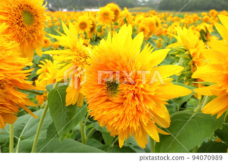茨城縣築西市宮山區故鄉親近公園附近的明野向日葵節雙向日葵特寫 94070989