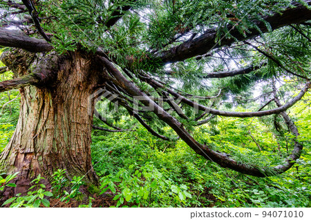 【新潟縣·佐渡·大黑杉】在日本海6月的風雪中呈現出不尋常的樣子的大佐渡石名天然杉 94071010