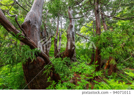 [新潟縣/佐渡]日本海風雪中外觀奇特的Osado Ishina天然杉6月 94071011
