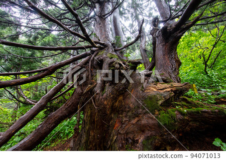 [Niigata Prefecture / Sado] Osado Ishina natural cedar with a strange appearance in the wind and snow of the Sea of Japan June 94071013