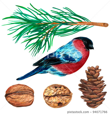 Walnut, green spruce branch with cone, bullfinch. watercolor isolated on white background, great design for any purposes. 94071766