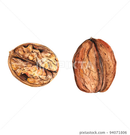 Walnut watercolor isolated on white background, great design for any purposes. Walnut watercolor isolated on white background, great design for any purposes. 94071806