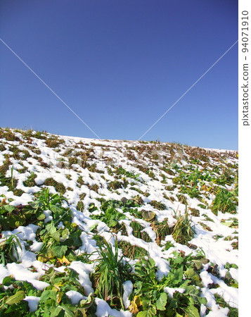 Scenery of the bank of the Edogawa River with young leaves in early spring when the snow melts 94071910