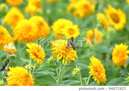 茨城縣築西市宮山區故鄉親合公園附近的明野向日葵節上的八重向日葵和燕尾蝶 94071925