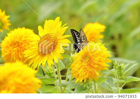 Yae sunflowers and swallowtail butterflies at the Akeno Sunflower Festival near Furusato Fureai Park in Miyayama District, Chikusei City, Ibaraki Prefecture Yae sunflowers and swallowtail butterflies at the Akeno Sunflower Festival near Furusato Fureai Park in Miyayama District, Chikusei City, Ibaraki Prefecture 94071933