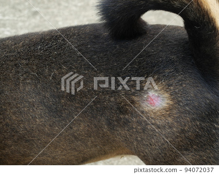Wound on hip of a black and brown dog, Lesion of scrabies mite or canine mange in pet at skin Wound on hip of a black and brown dog, Lesion of scrabies mite or canine mange in pet at skin 94072037