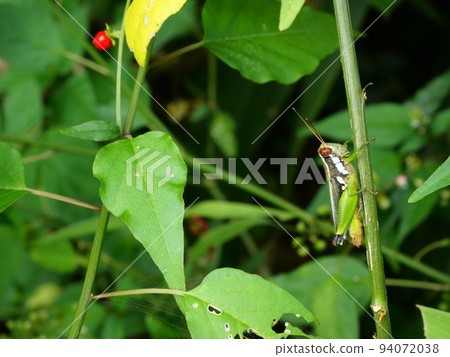 insect, leaf, grasshopper 94072038