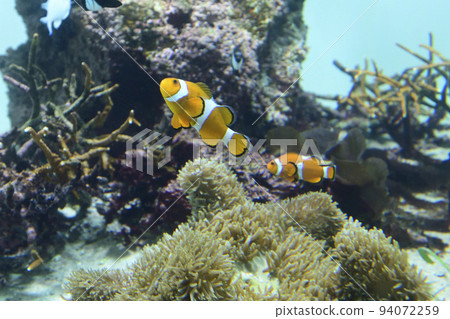 Kasai Sea Life Park Clownfish Kasai Sea Life Park Clownfish 94072259
