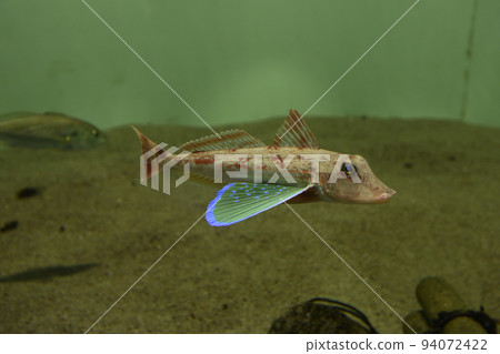 葛西海洋生物公園流浪漢 葛西海洋生物公園流浪漢 94072422