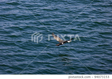 EOSR6. Yamaguchi Iwakuni, medium-sized wild bird flapping its wings. 94073153