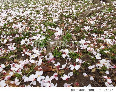 Scenery with cherry blossom petals in full bloom scattered by the previous night's rainstorm Scenery with cherry blossom petals in full bloom scattered by the previous night's rainstorm 94073247