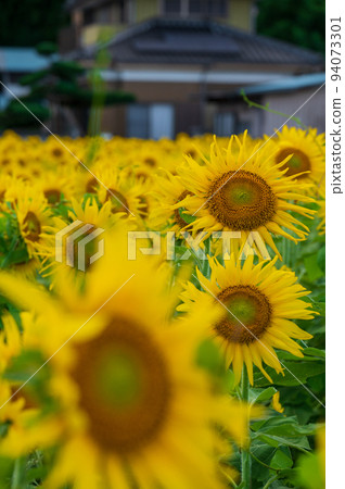 A sunflower field in full bloom on the outskirts of Atsugi A sunflower field in full bloom on the outskirts of Atsugi 94073301