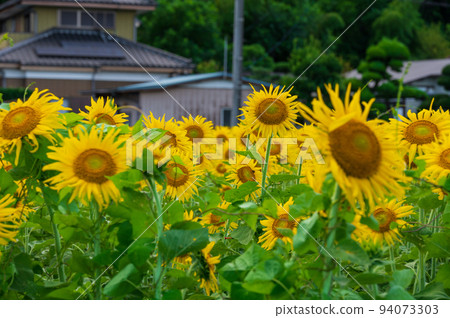 A sunflower field in full bloom on the outskirts of Atsugi A sunflower field in full bloom on the outskirts of Atsugi 94073303
