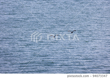 EOSR6.Yamaguchi Iwakuni, brother seagulls that flew away. EOSR6.Yamaguchi Iwakuni, brother seagulls that flew away. 94073347