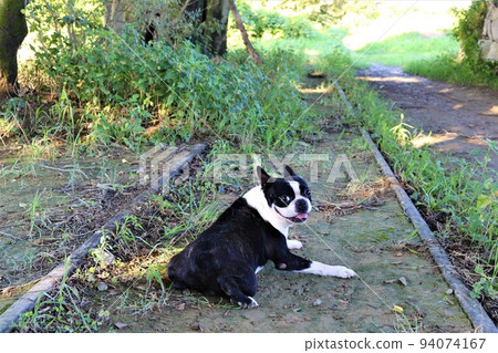 波士頓梗犬 Mighty-kun 在西武阿比納線的廢棄鐵軌上漫步，躺在鐵軌上可愛地回頭看♡ 94074167